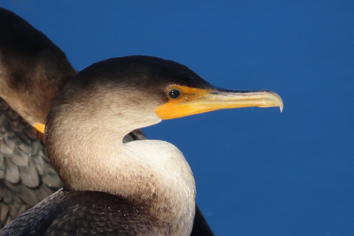 Double-crested Cormorant - ML645366424