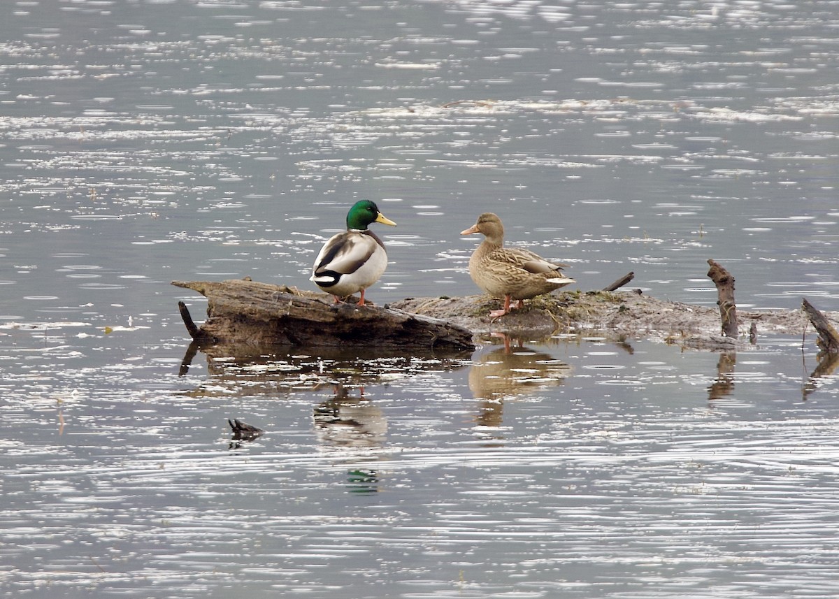 Mallard - ML645366429