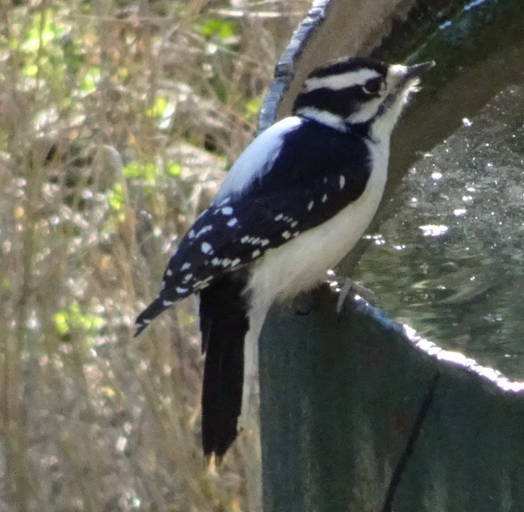 Downy Woodpecker - ML645366439
