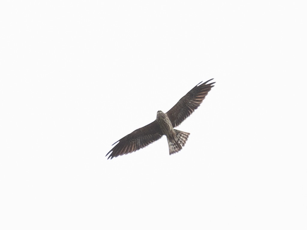 Mississippi Kite - ML645366440