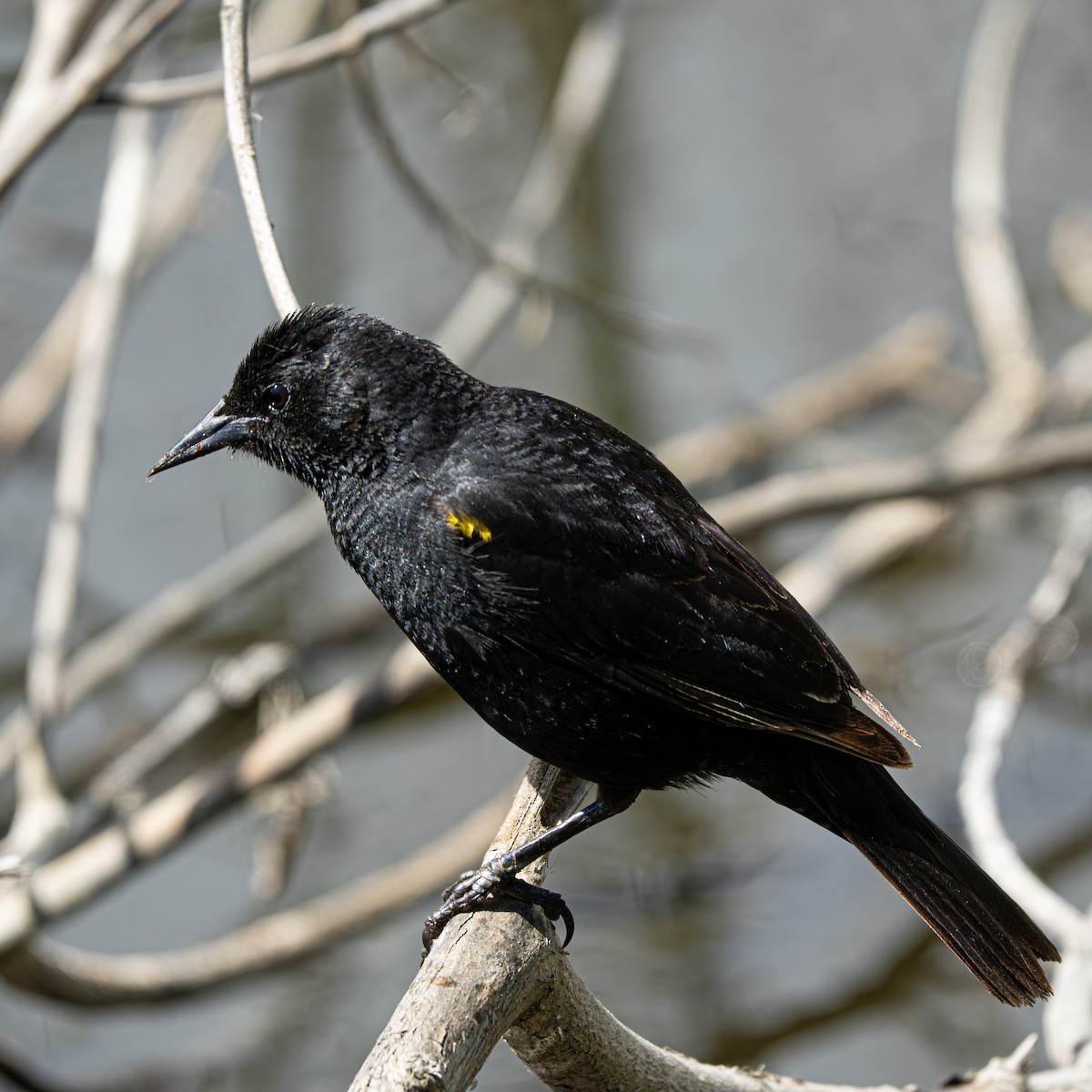 Varillero Aliamarillo - ML645366442