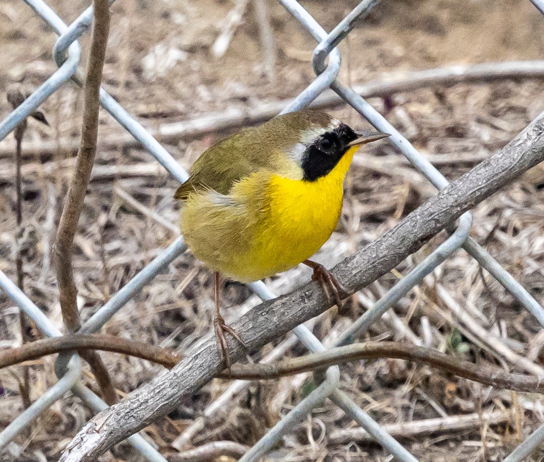 Common Yellowthroat - ML645366446