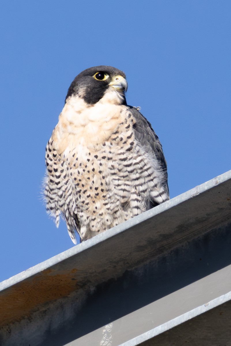 Peregrine Falcon - ML645366447