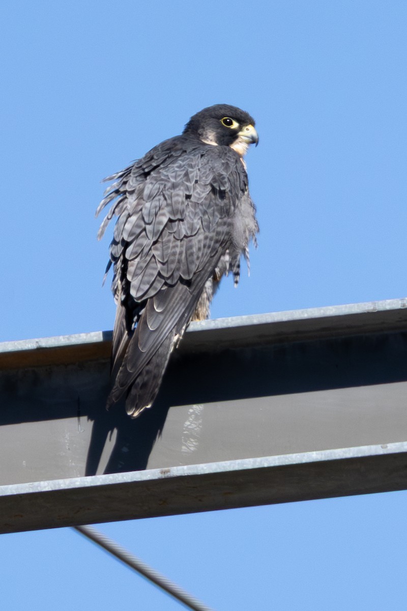Peregrine Falcon - ML645366448