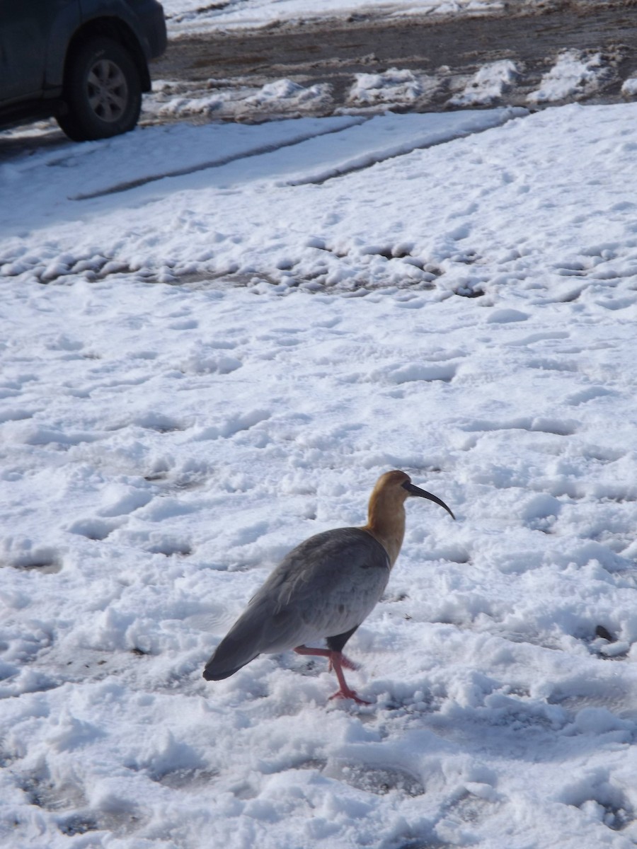 İbikli Sarıca Aynak - ML645366450