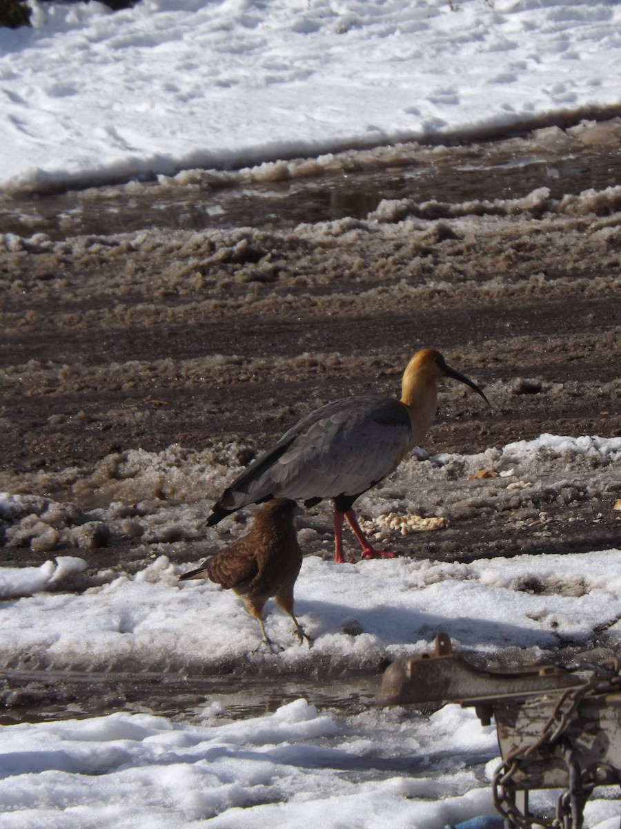 İbikli Sarıca Aynak - ML645366451