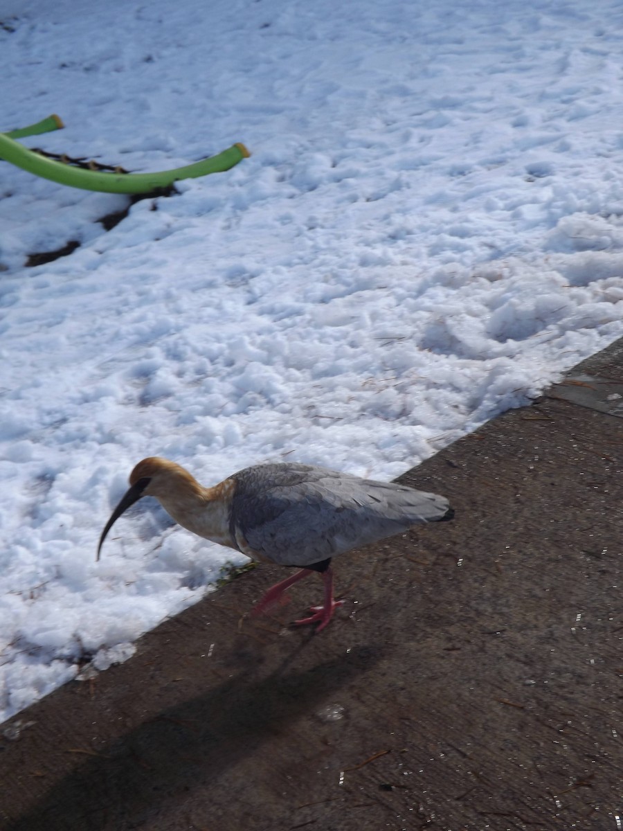 İbikli Sarıca Aynak - ML645366452