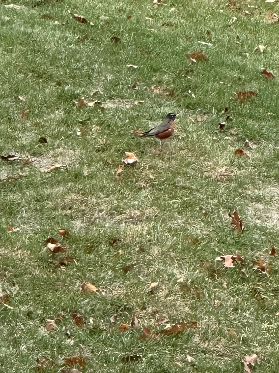 drozd stěhovavý - ML645366453