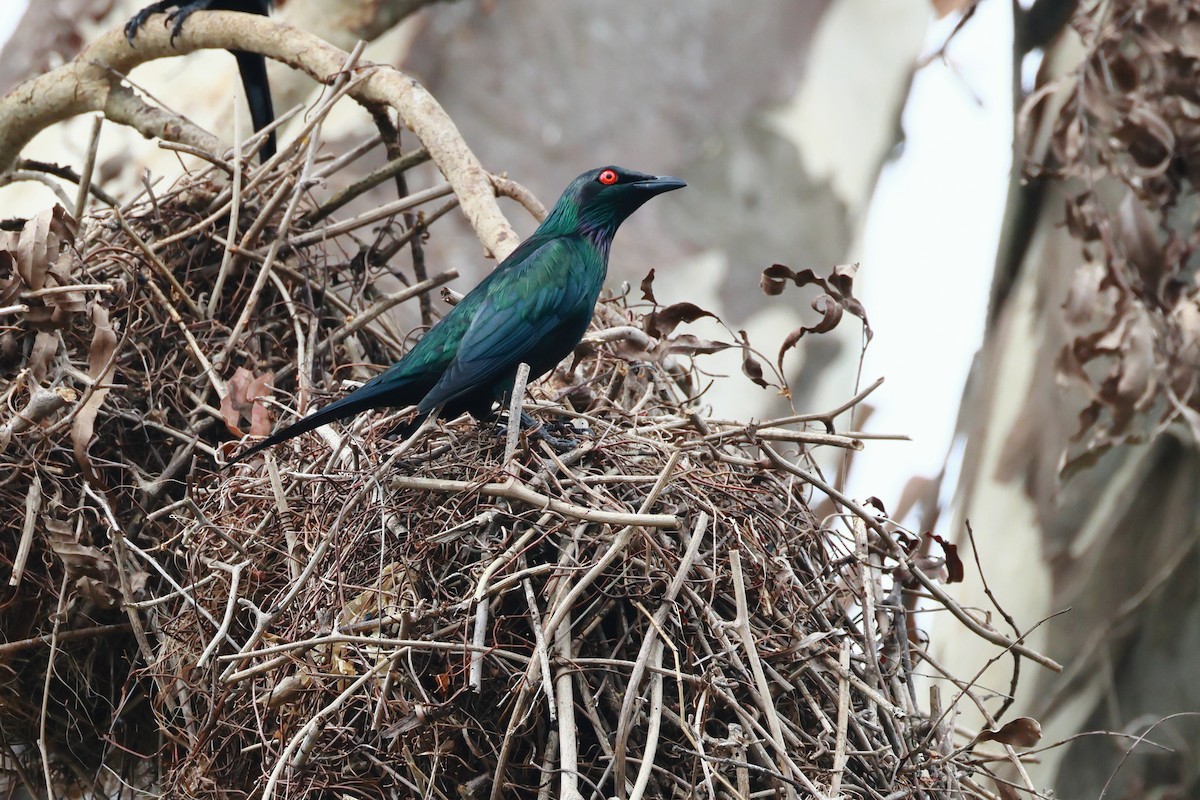 Metallic Starling - ML645366456