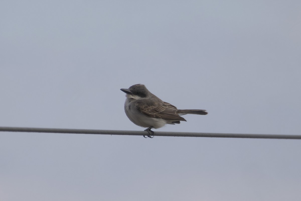 Gray Kingbird - ML645366457