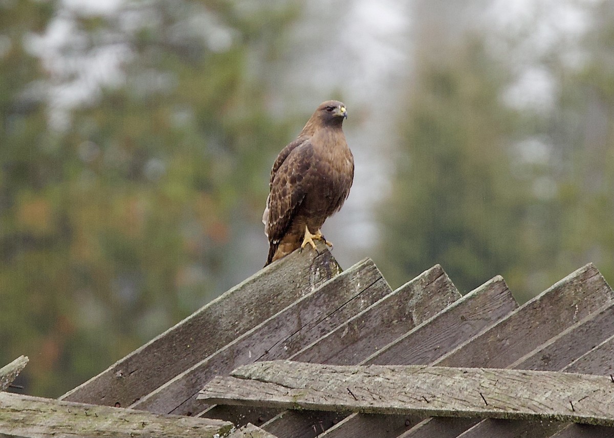 Red-tailed Hawk (calurus/alascensis) - ML645366458