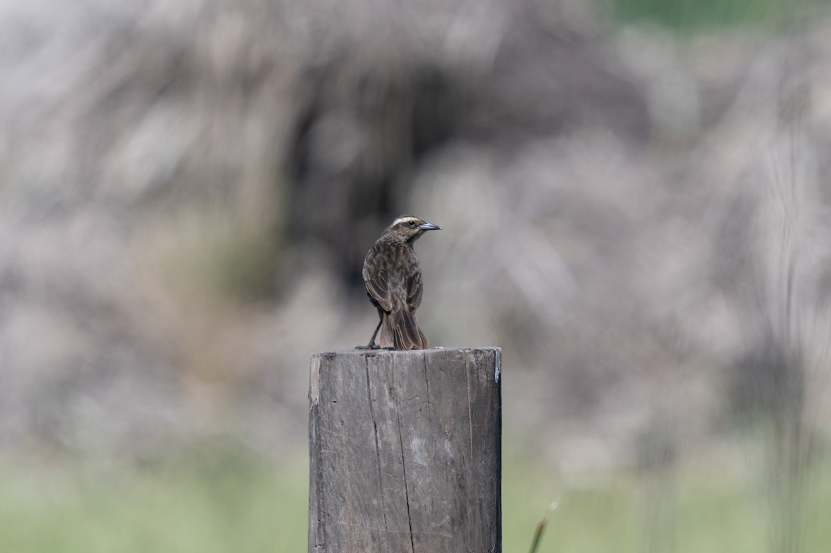 Varillero Aliamarillo - ML645366460
