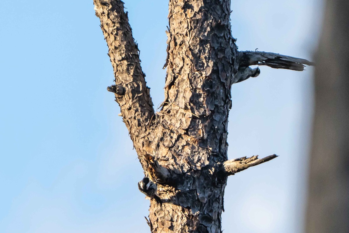 Red-cockaded Woodpecker - ML645366461