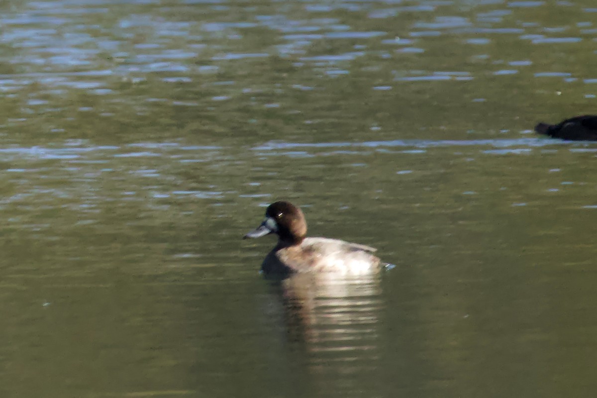 スズガモ - ML645366463