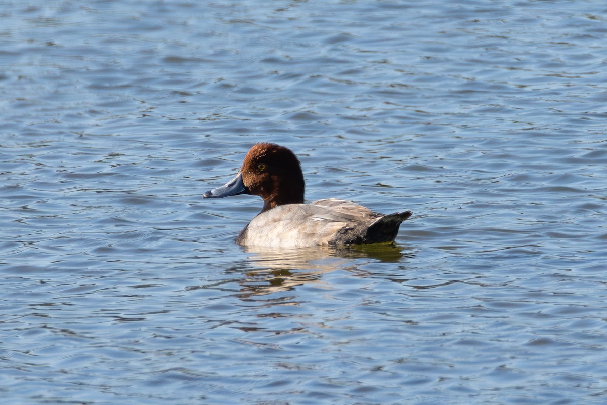 Redhead - ML645366474