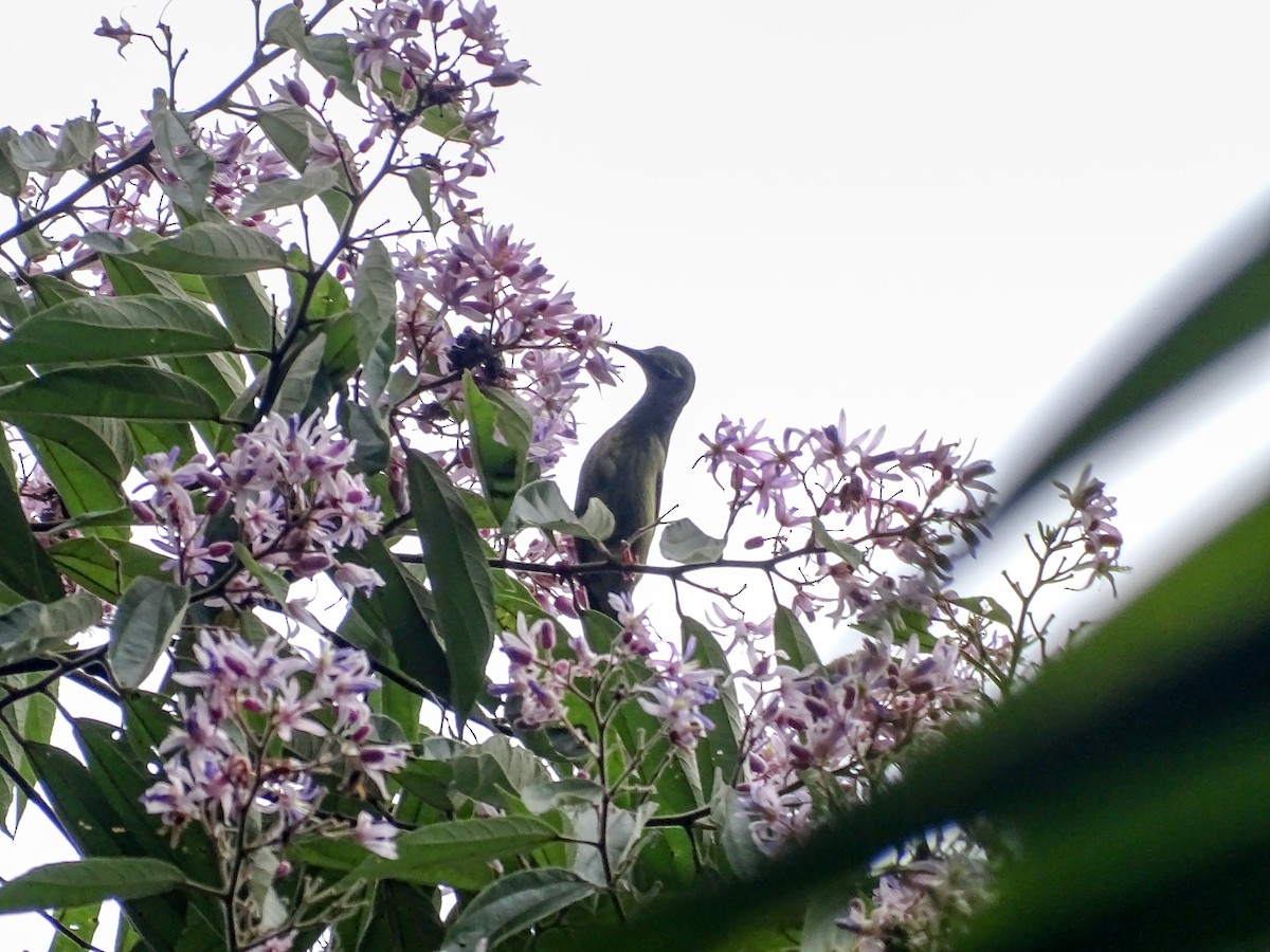Red-legged Honeycreeper - ML645366476