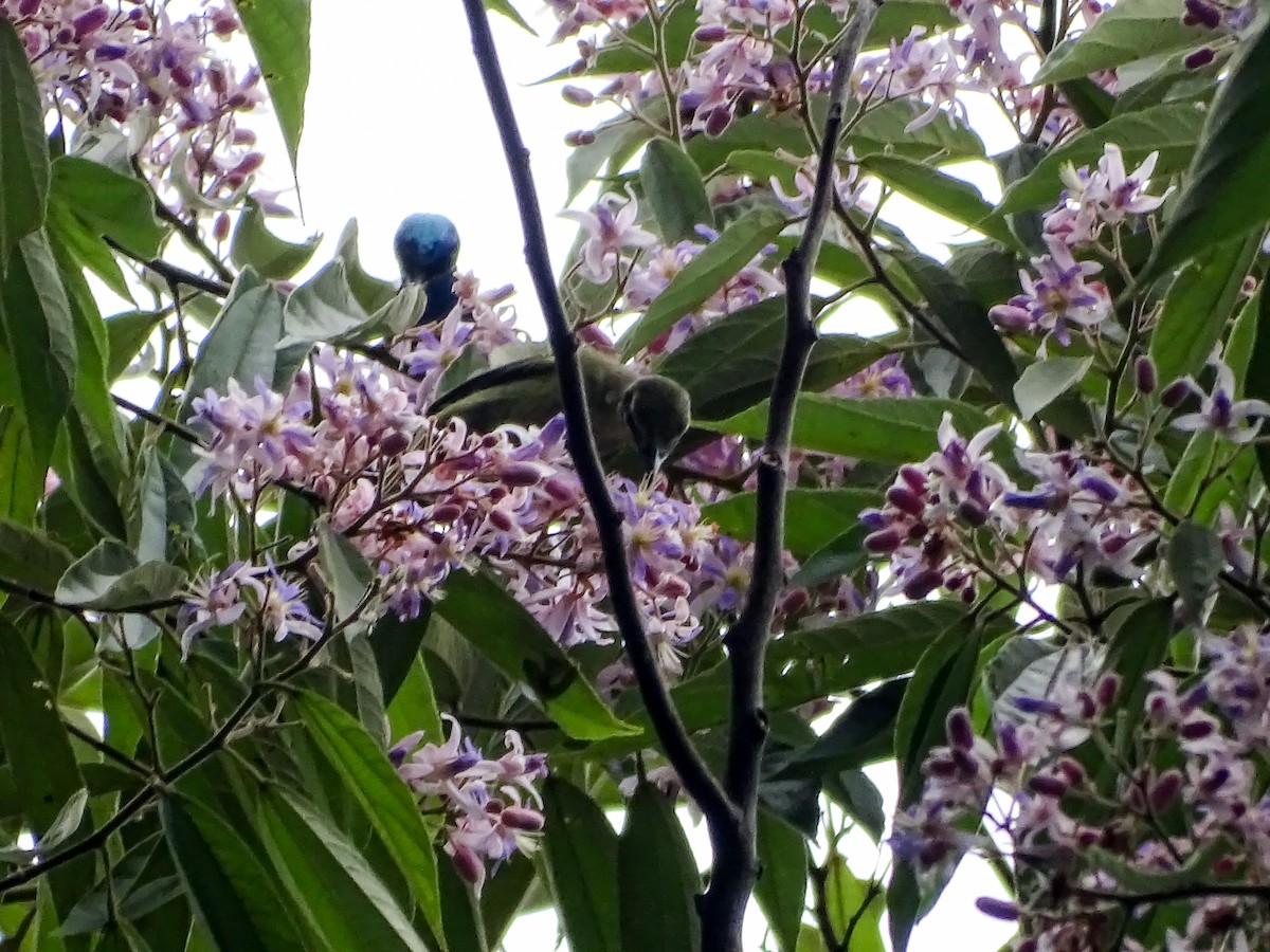 Red-legged Honeycreeper - ML645366477