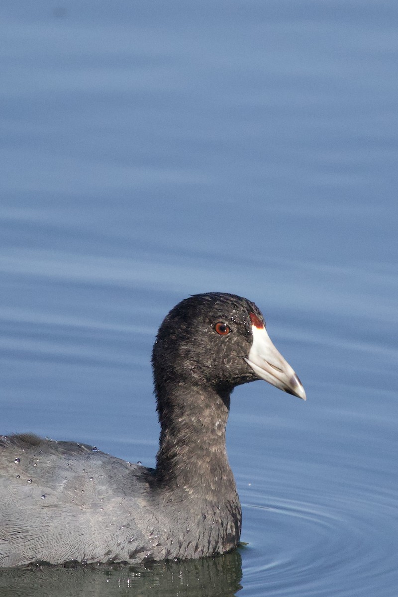 American Coot - ML645366480