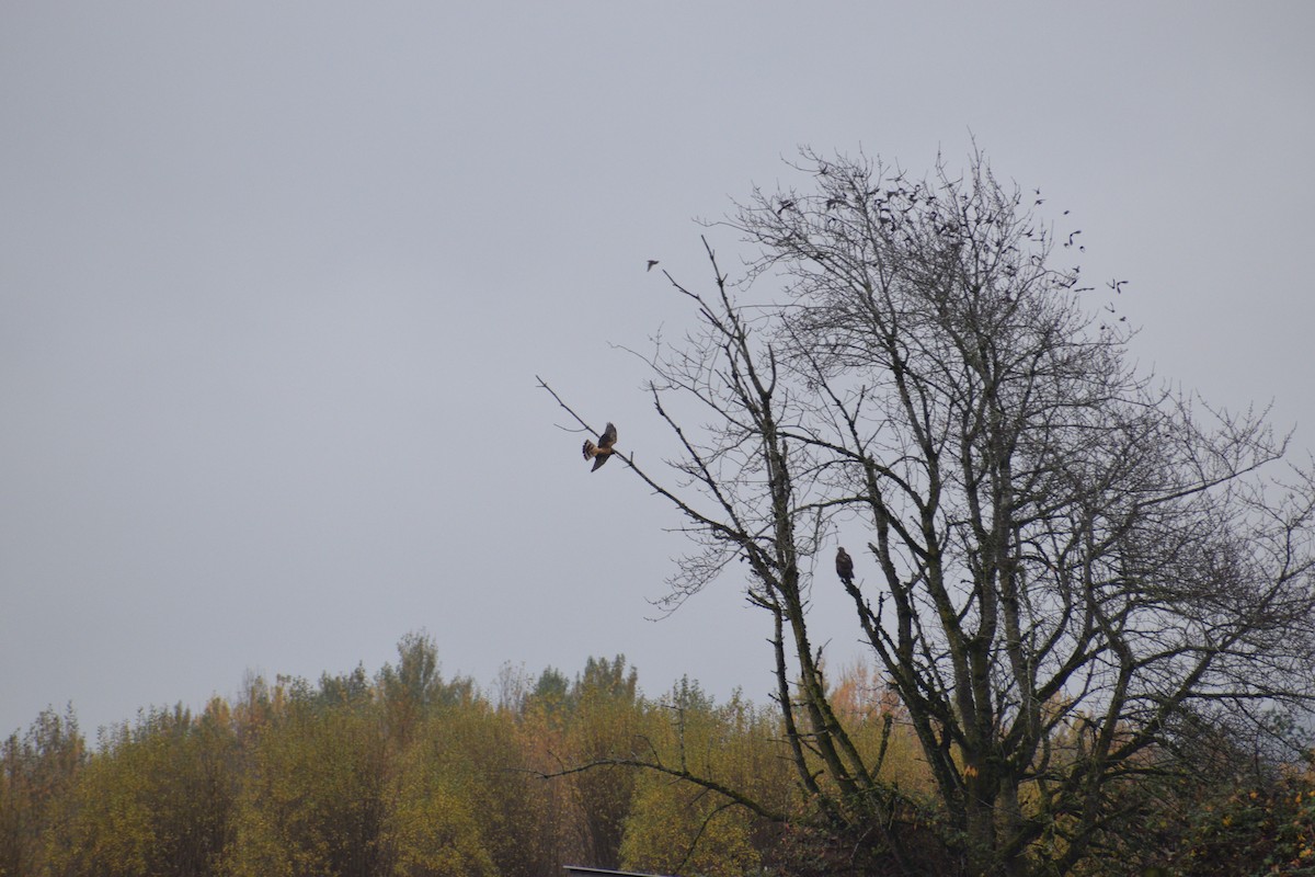 Northern Harrier - ML645366491