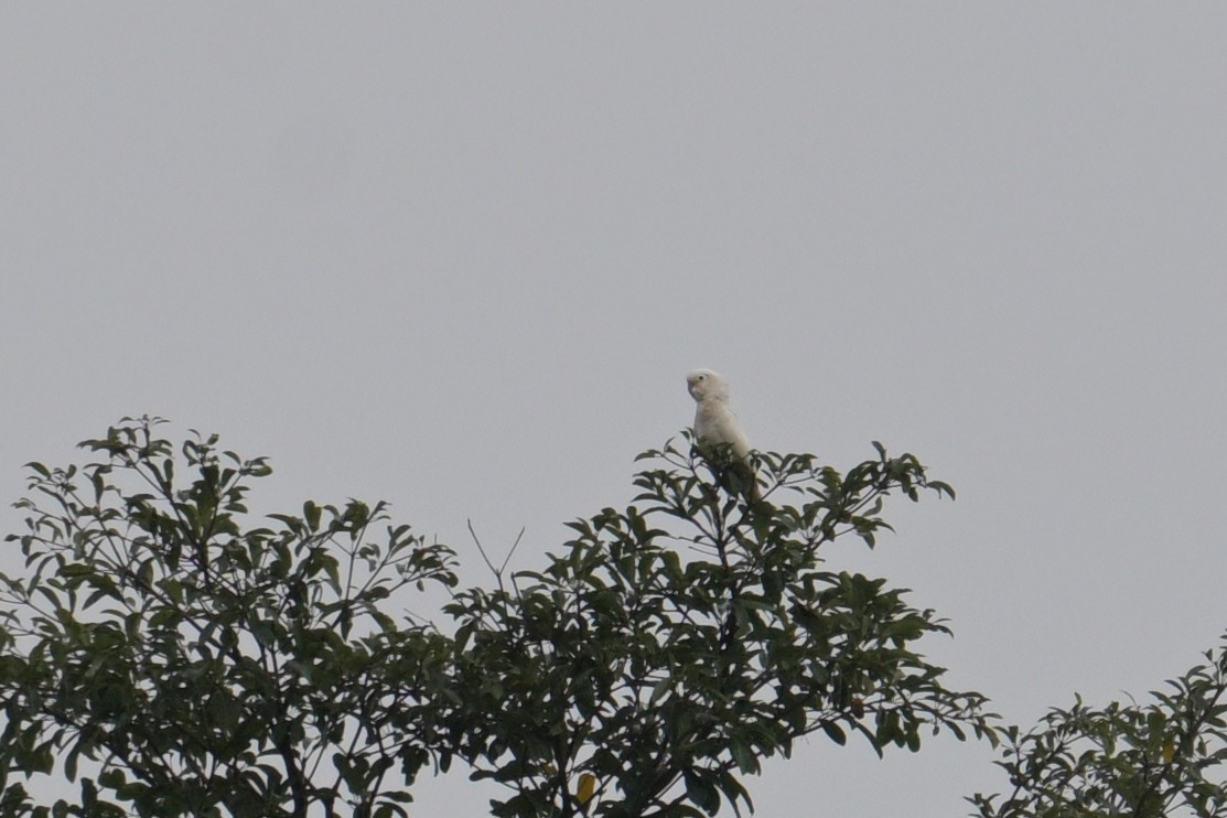 Tanimbar Corella - ML645366498