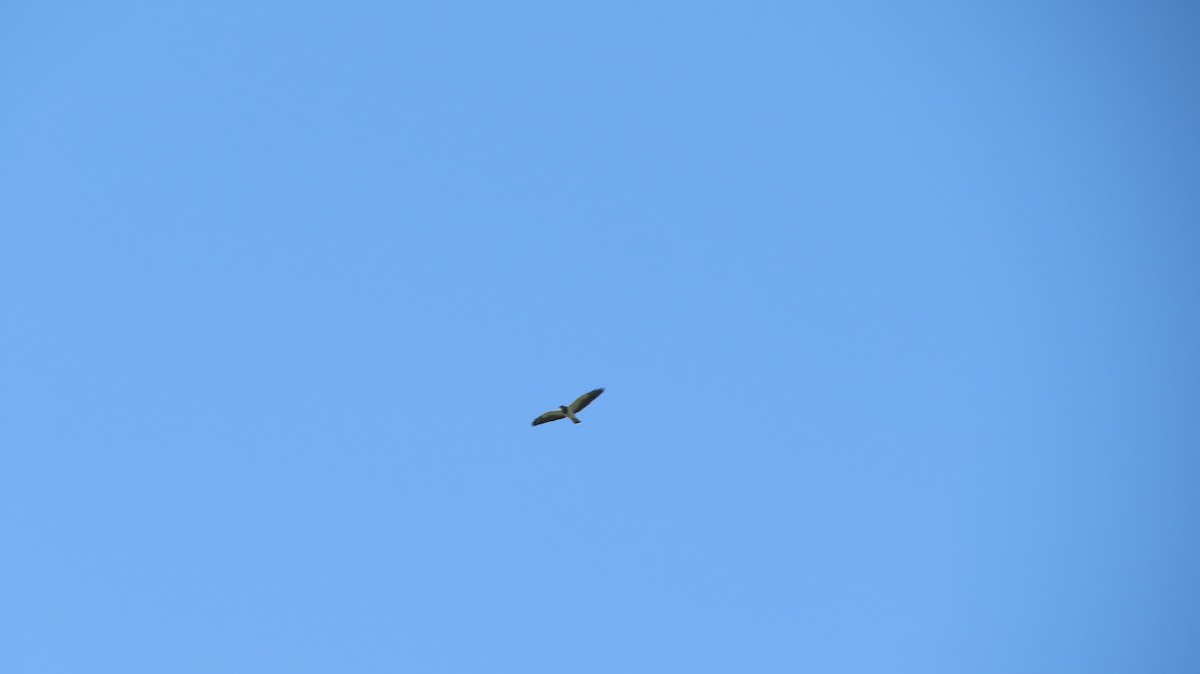 Свенсонов канюк - ML645366503