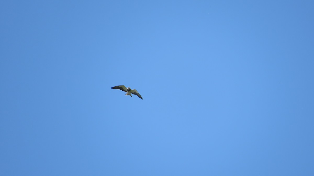 Свенсонов канюк - ML645366504