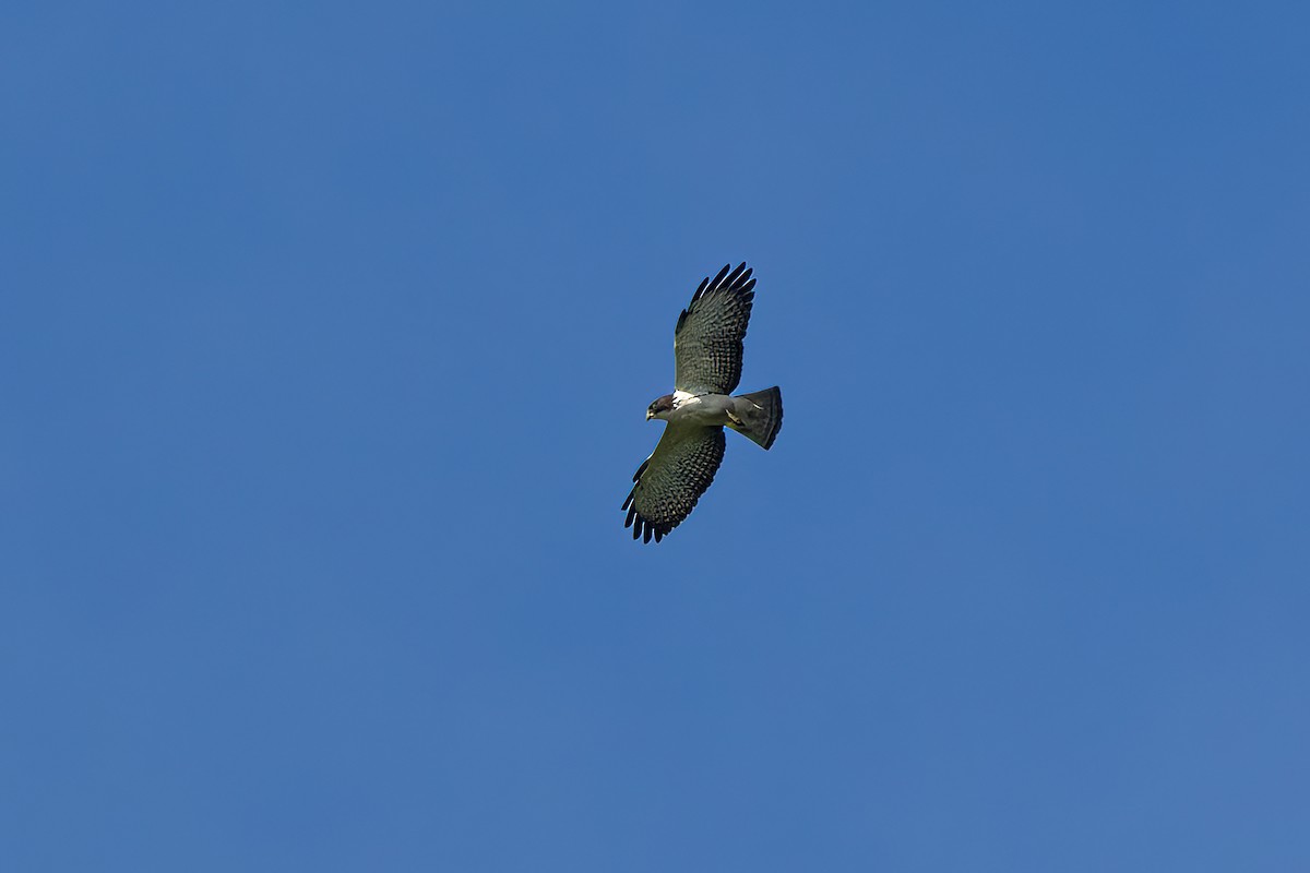 Short-tailed Hawk - ML645366520