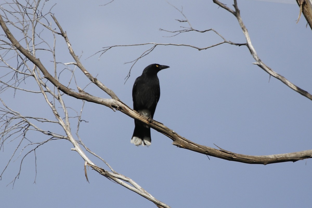 Gray Currawong - ML645366523