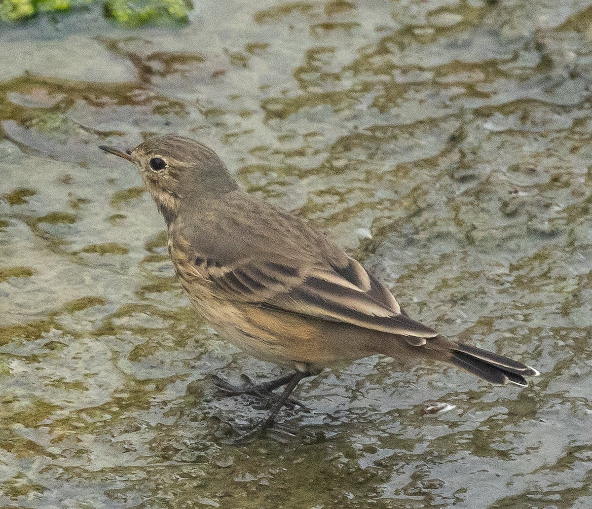 American Pipit - ML645366524