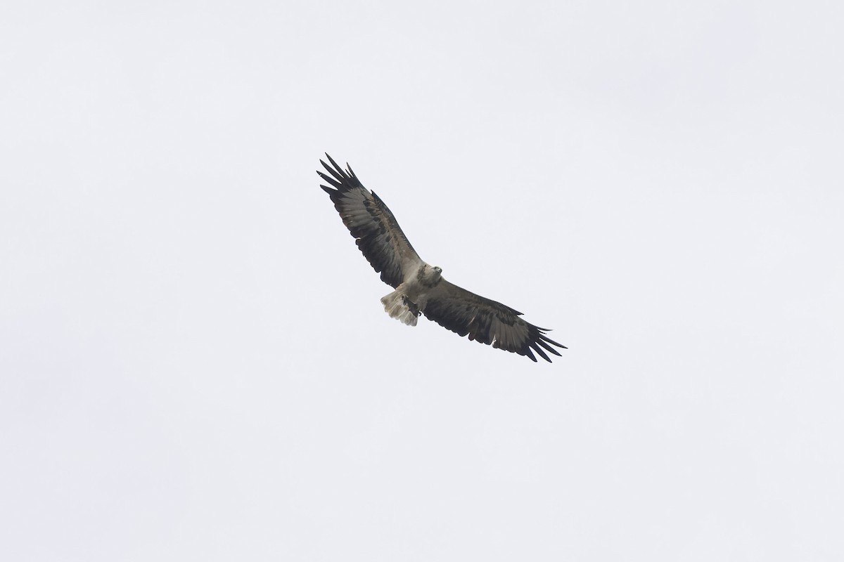 White-bellied Sea-Eagle - ML645366525