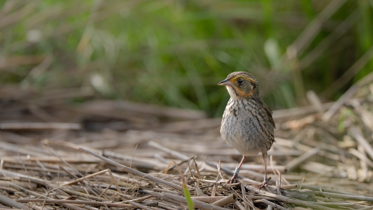 spisstjertspurv - ML645366531