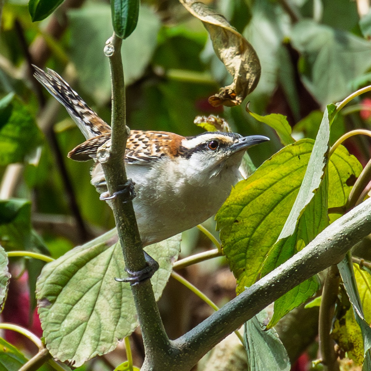 Rufous-backed Wren - ML645366542