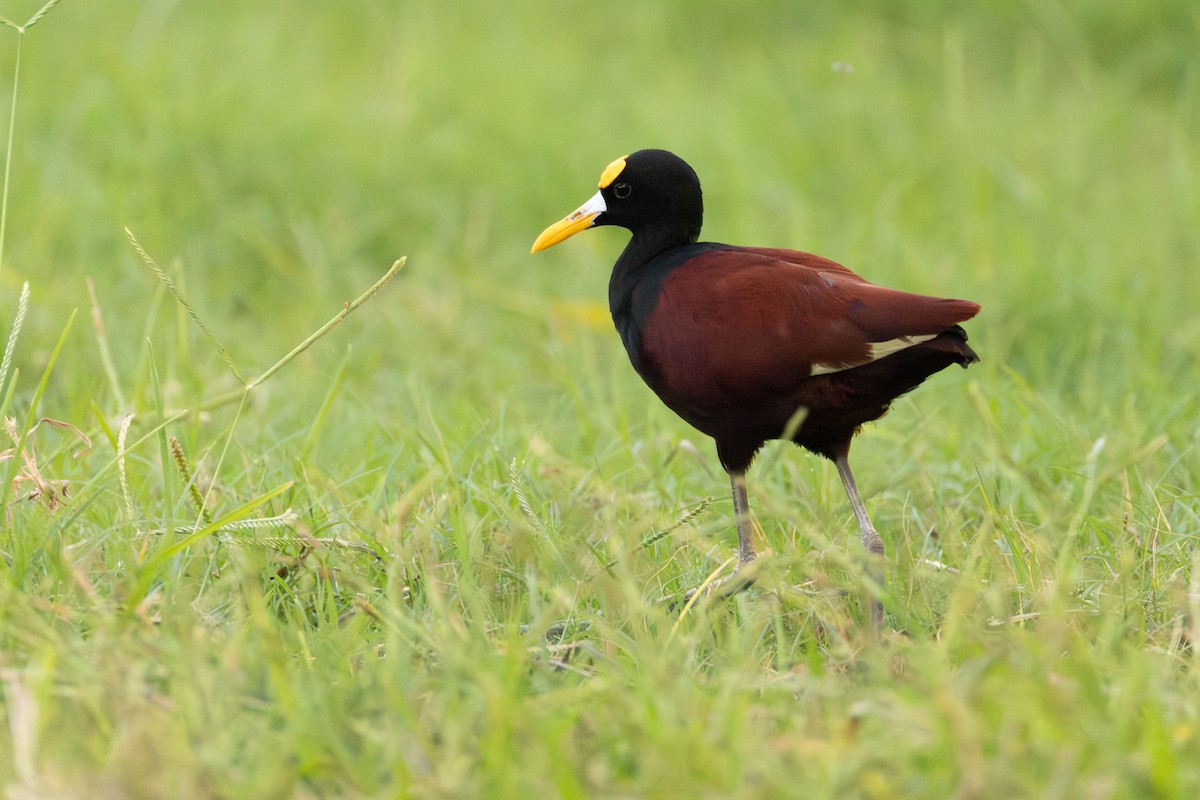 Northern Jacana - ML645366547