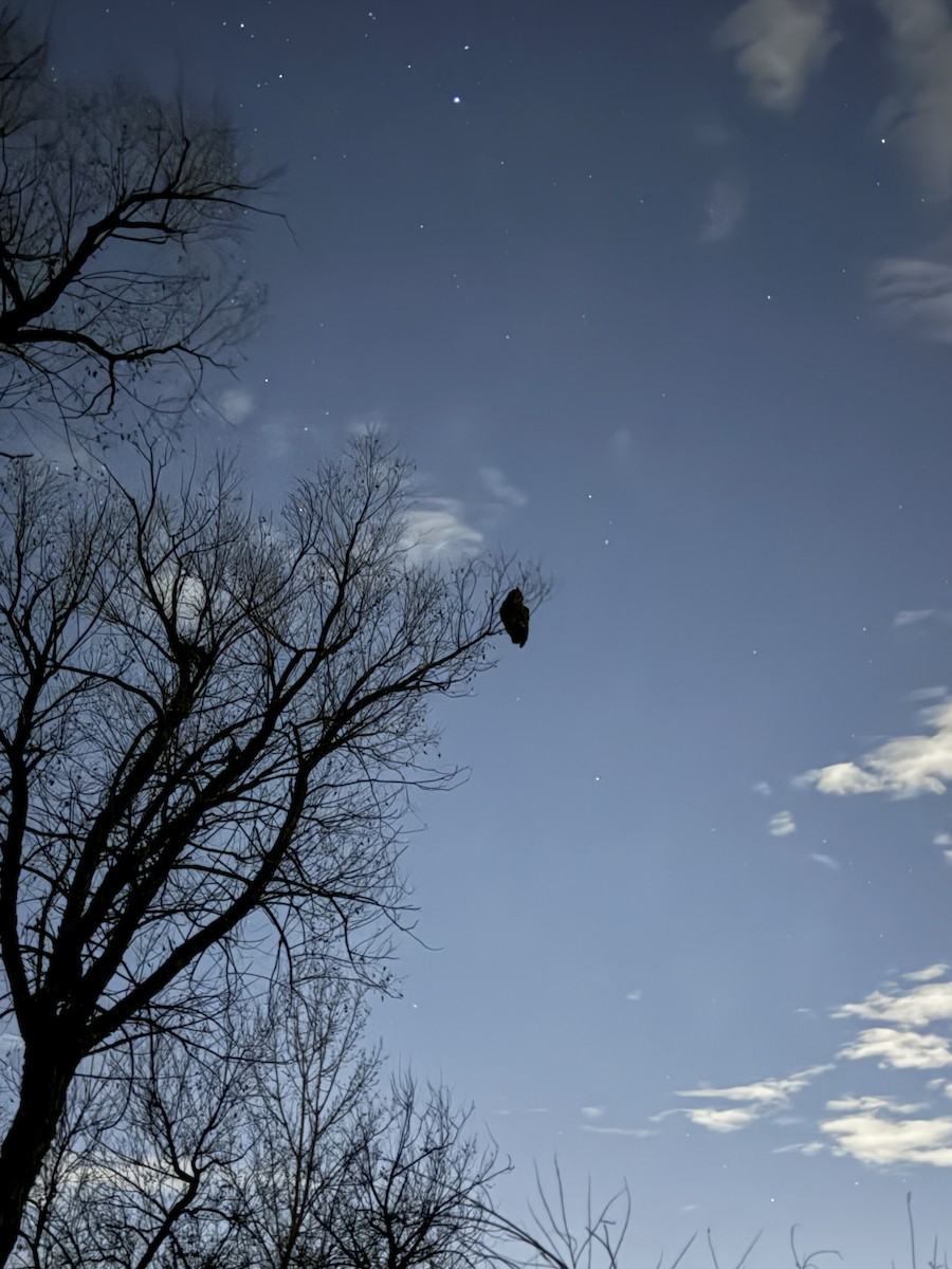 Пугач віргінський - ML645366550