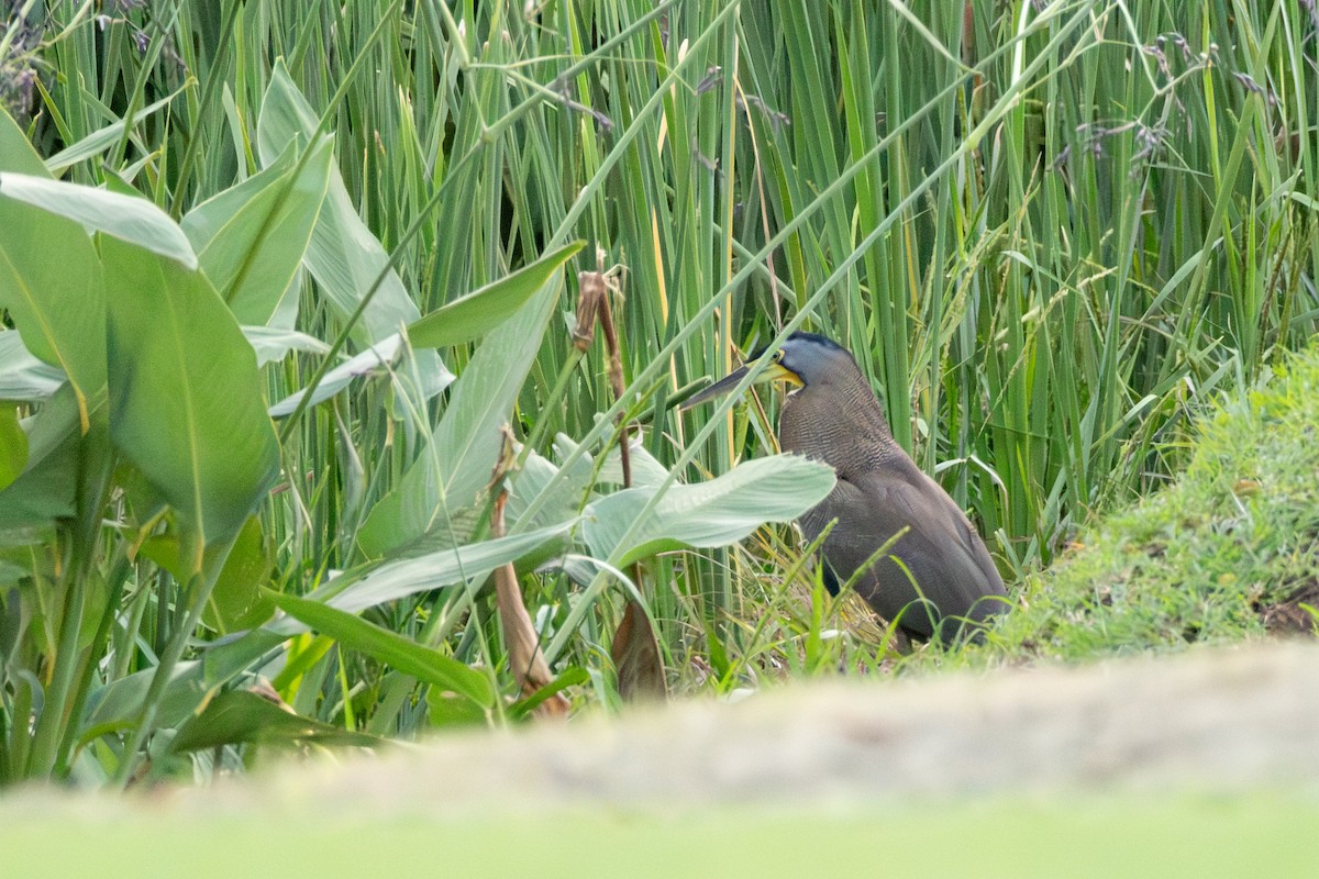 Bare-throated Tiger-Heron - ML645366556