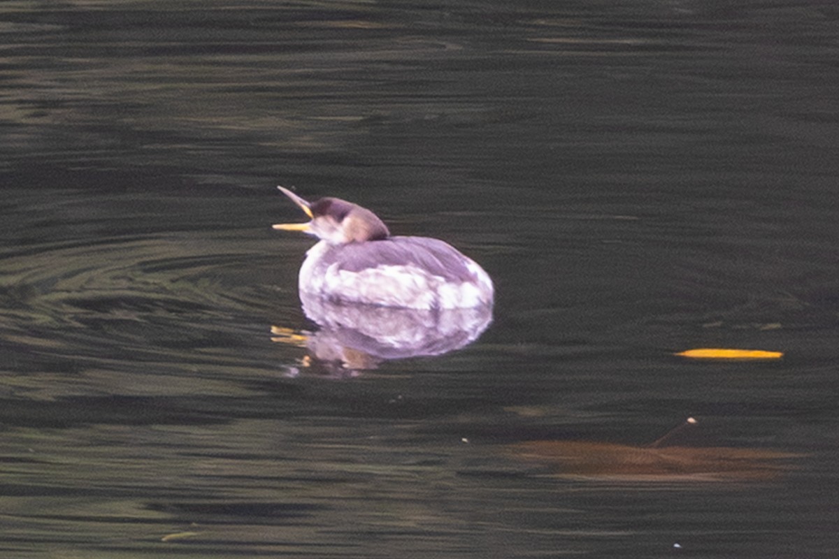 Буурал шунгуур - ML645366562