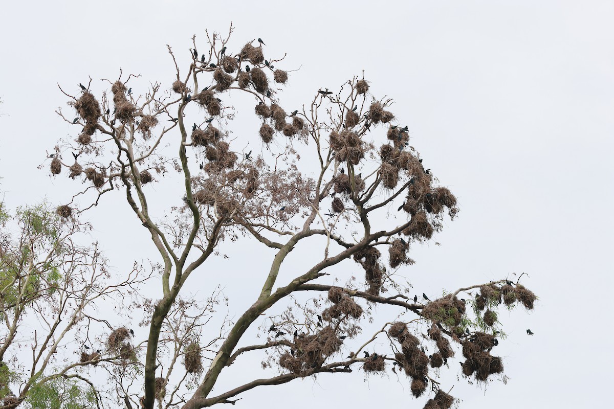 Metallic Starling - ML645366566