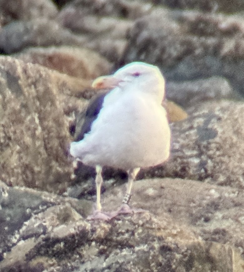 Gavión Atlántico - ML645366569