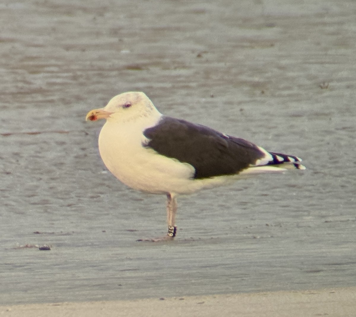 Gavión Atlántico - ML645366571