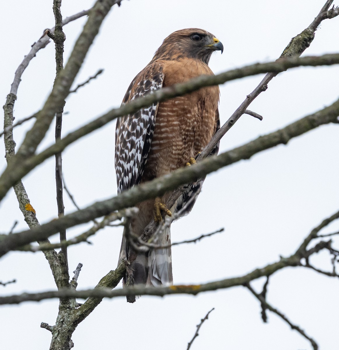Red-shouldered Hawk - ML645366590