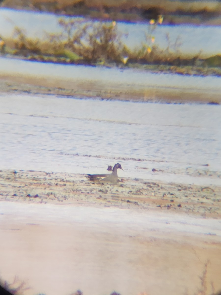 slípka americká - ML645366593