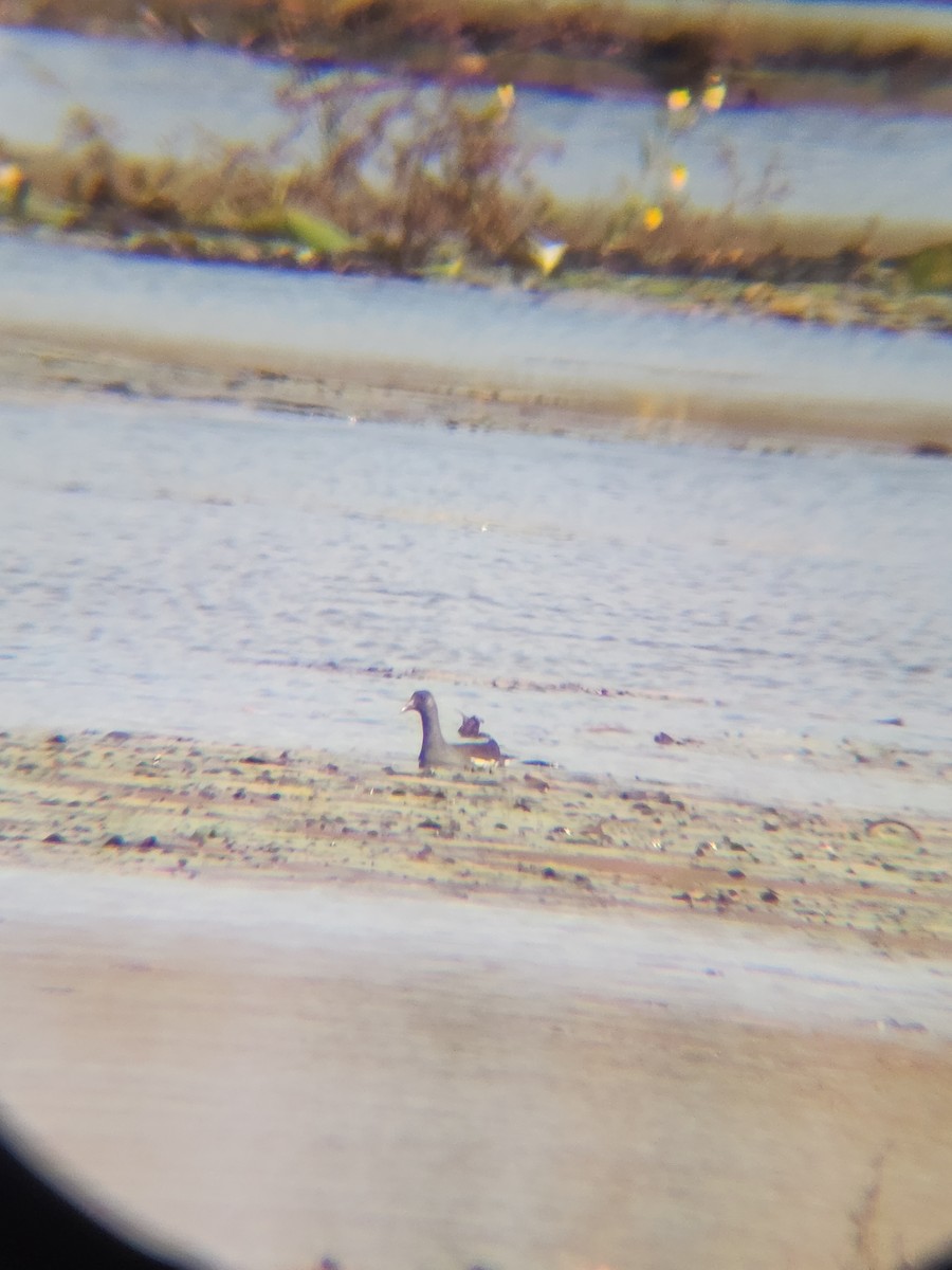 slípka americká - ML645366594