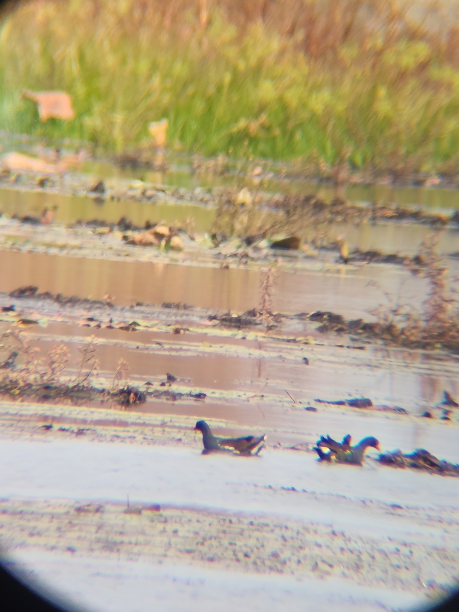 slípka americká - ML645366595