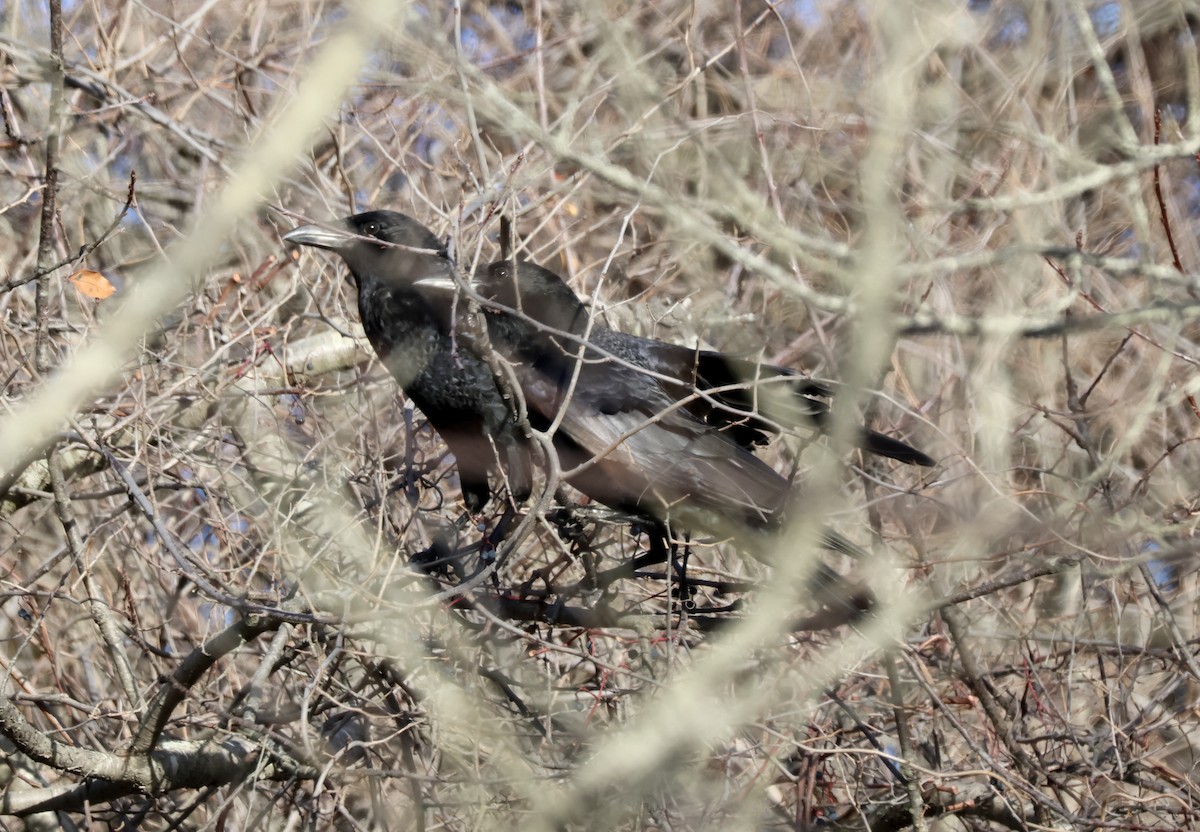 Erroi handia - ML645366597