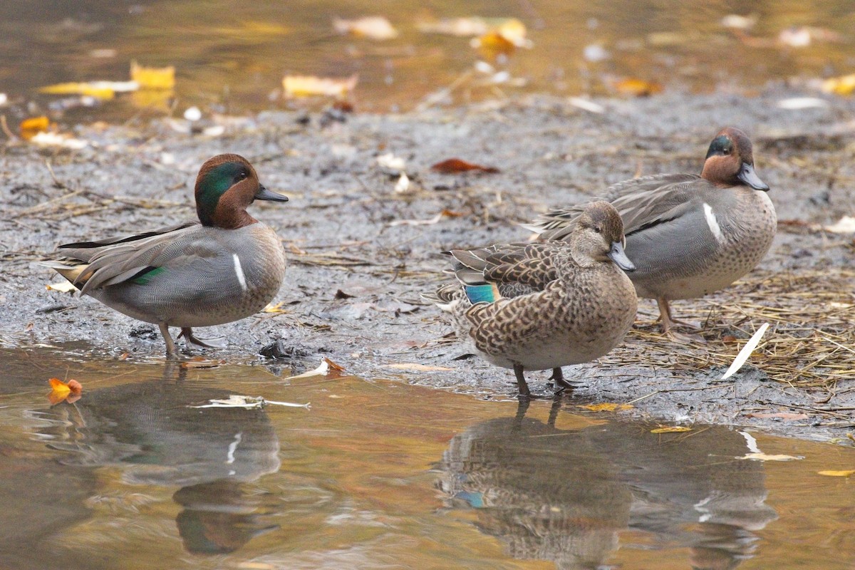 Green-winged Teal - ML645366606