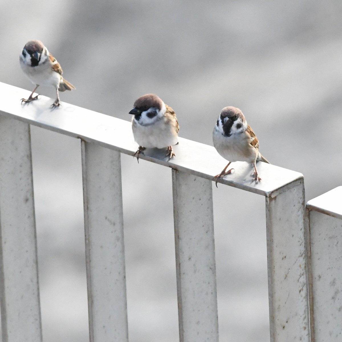 Ağaç Serçesi - ML645366610