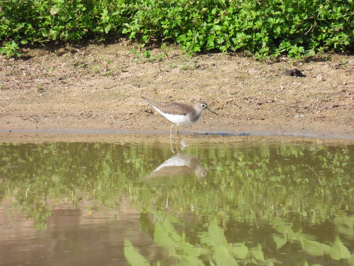 Einsiedelwasserläufer - ML645366613