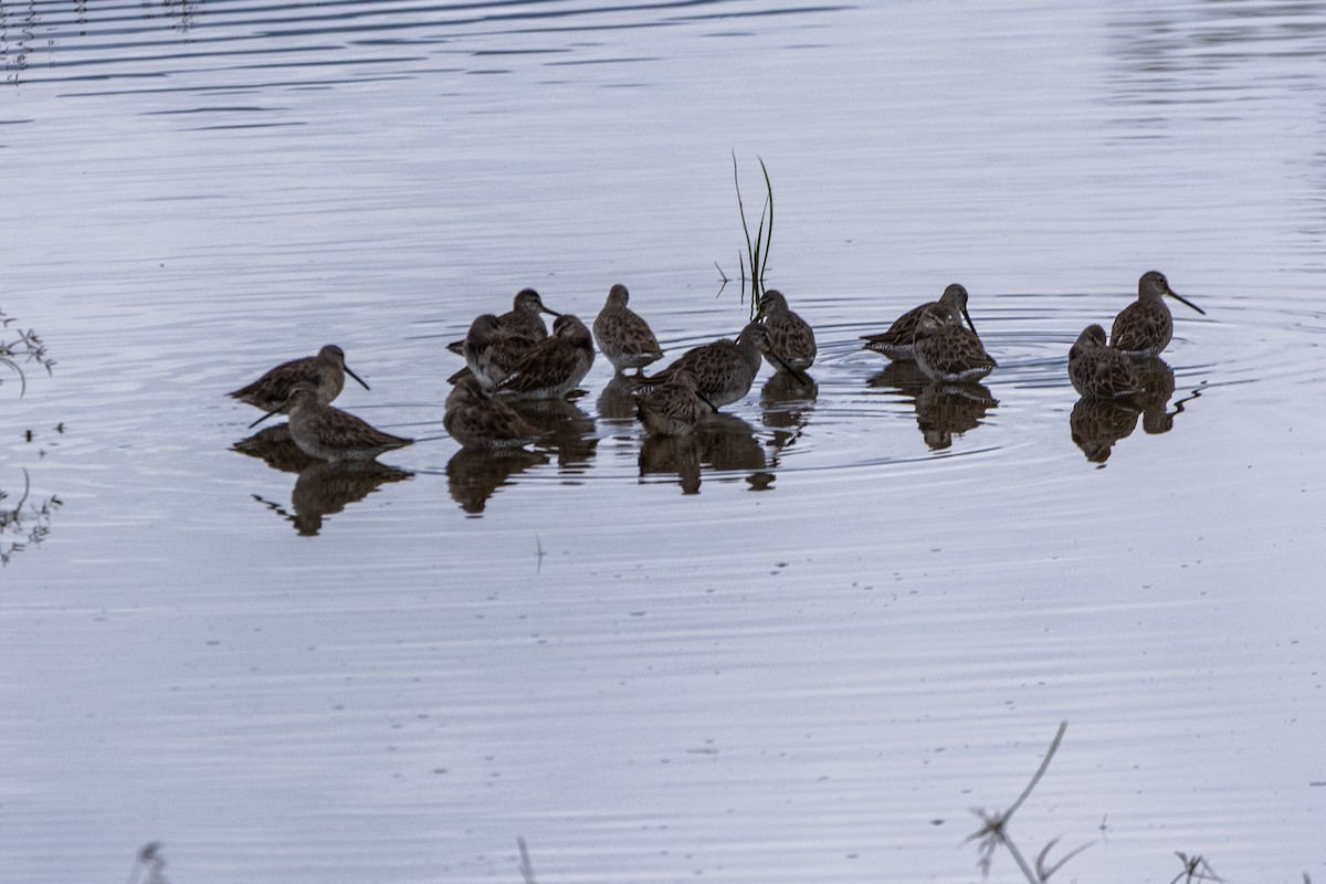 Short-billed Dowitcher - ML645366615