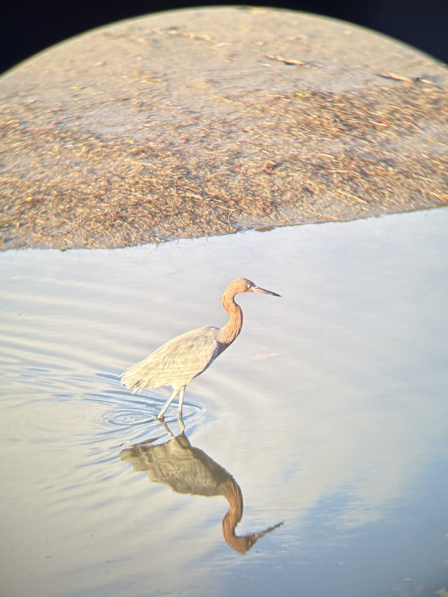 Reddish Egret - ML645366618