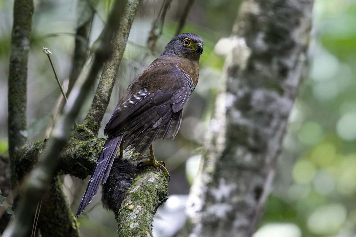 sokolec pralesní - ML645366620